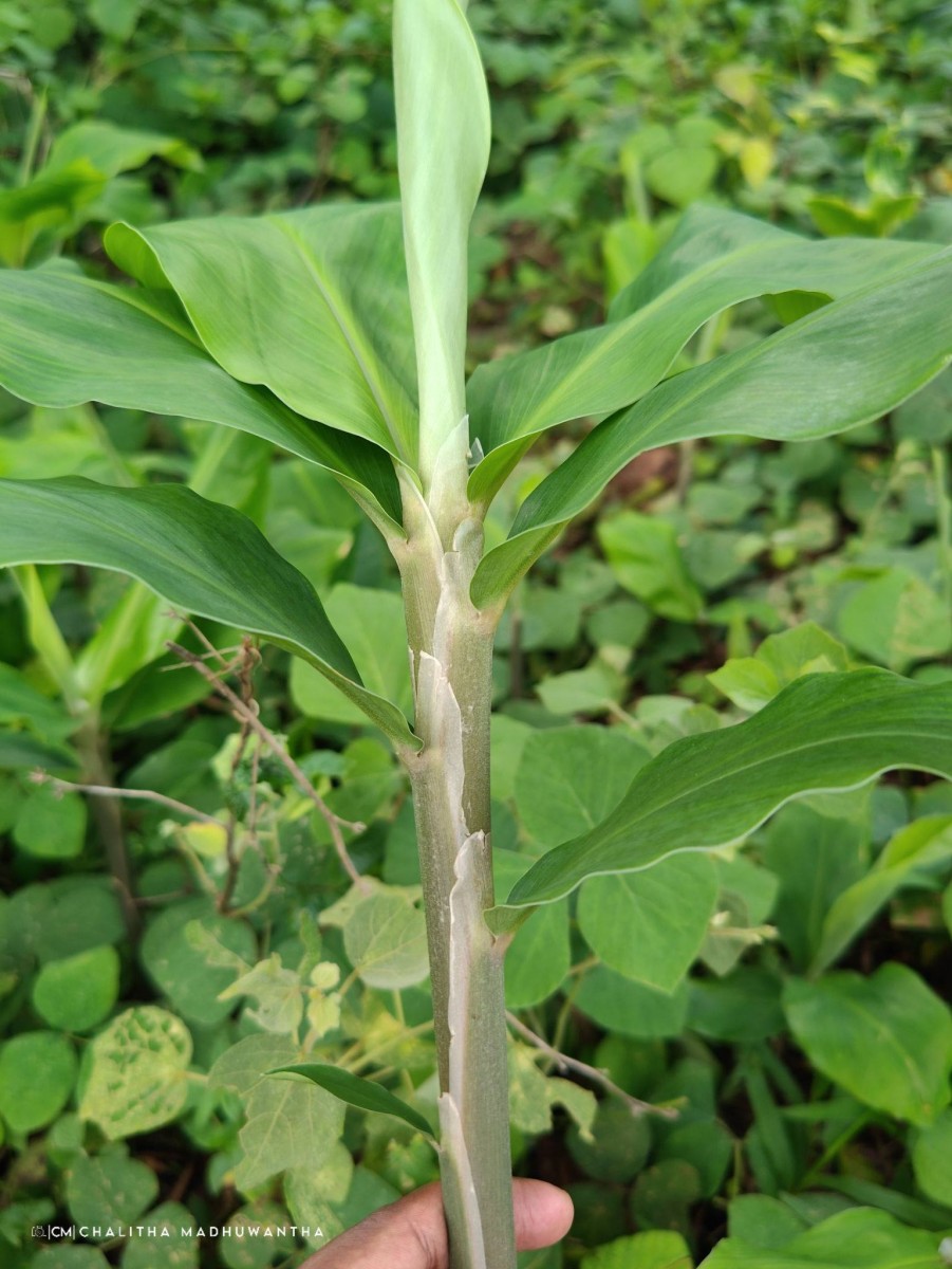 Zingiber zerumbet (L.) Roscoe ex Sm.